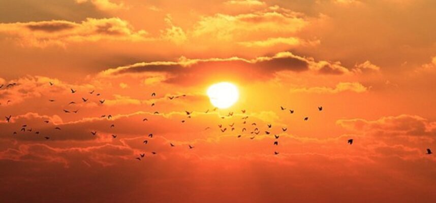 91_BIRDS_AT_SUNSET_2