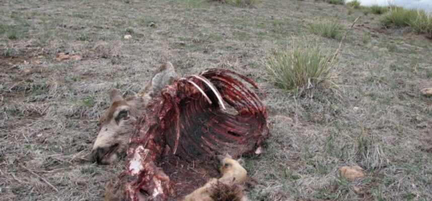 green_mountain_deer_carcass_03-21-2007.jpg
